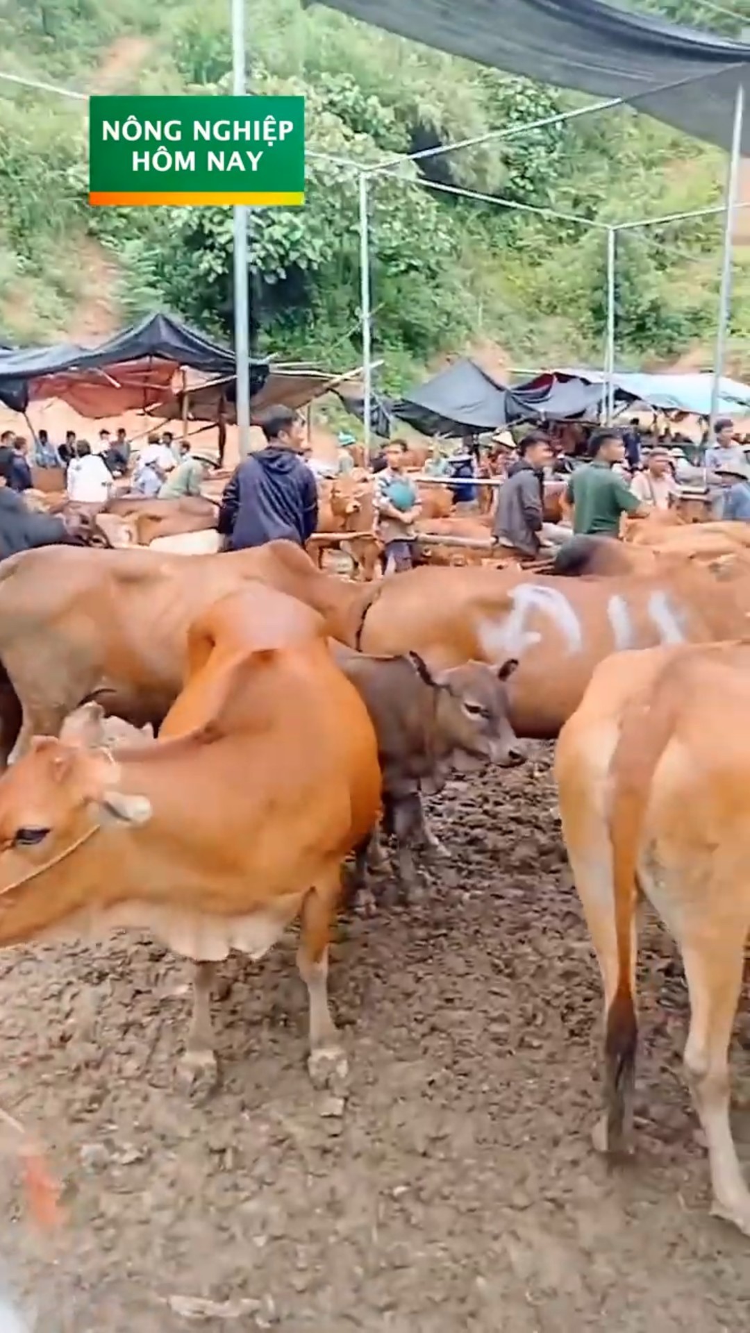 Giá bán trâu bò đồng loạt tăng cao